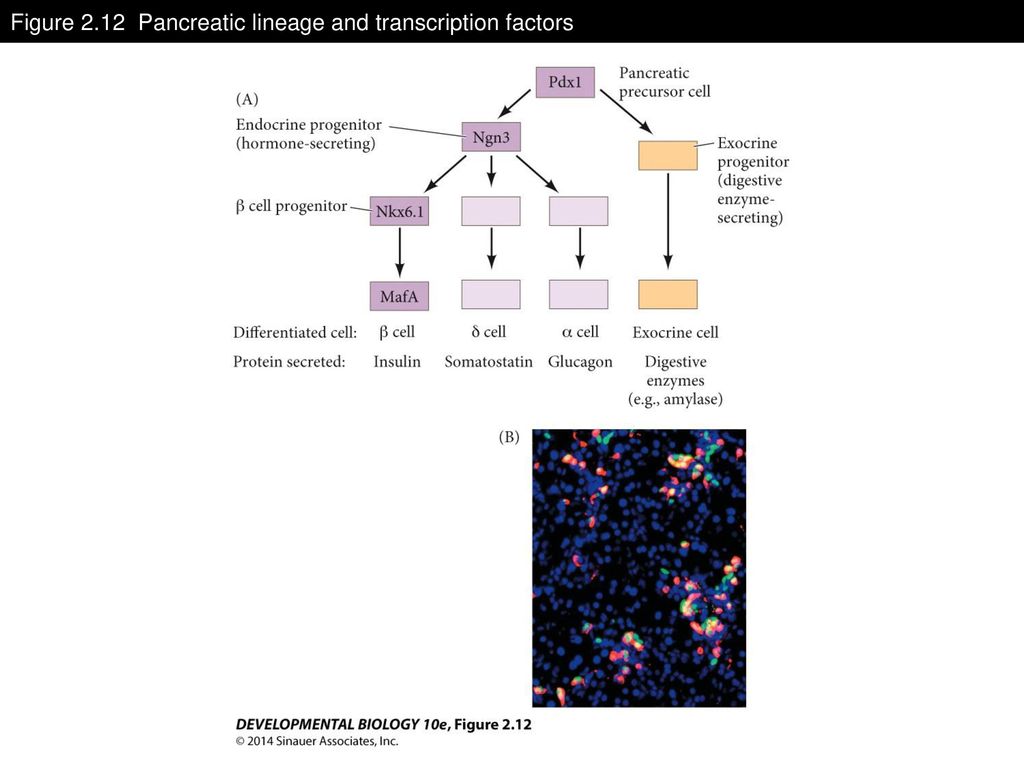 Figure 2.12 Pancreatic lineage and transcription factors