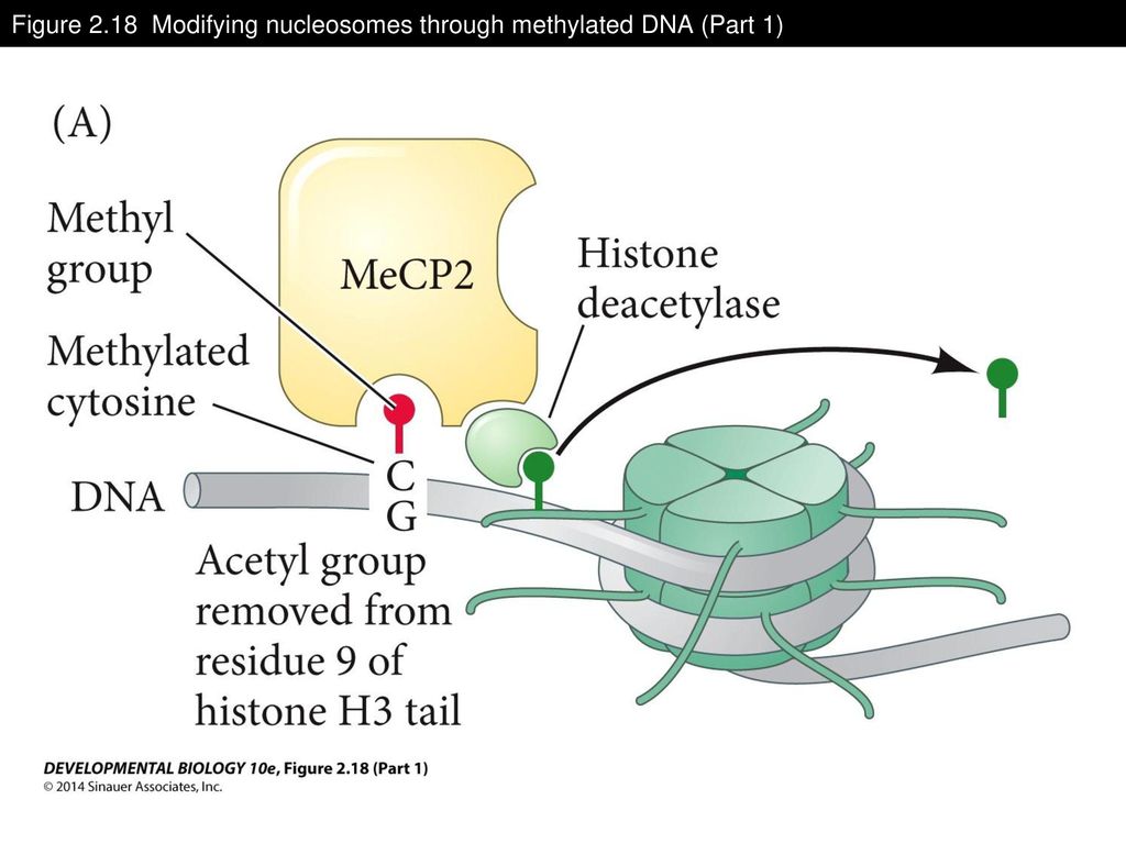 Figure 2.18 Modifying nucleosomes through methylated DNA (Part 1)
