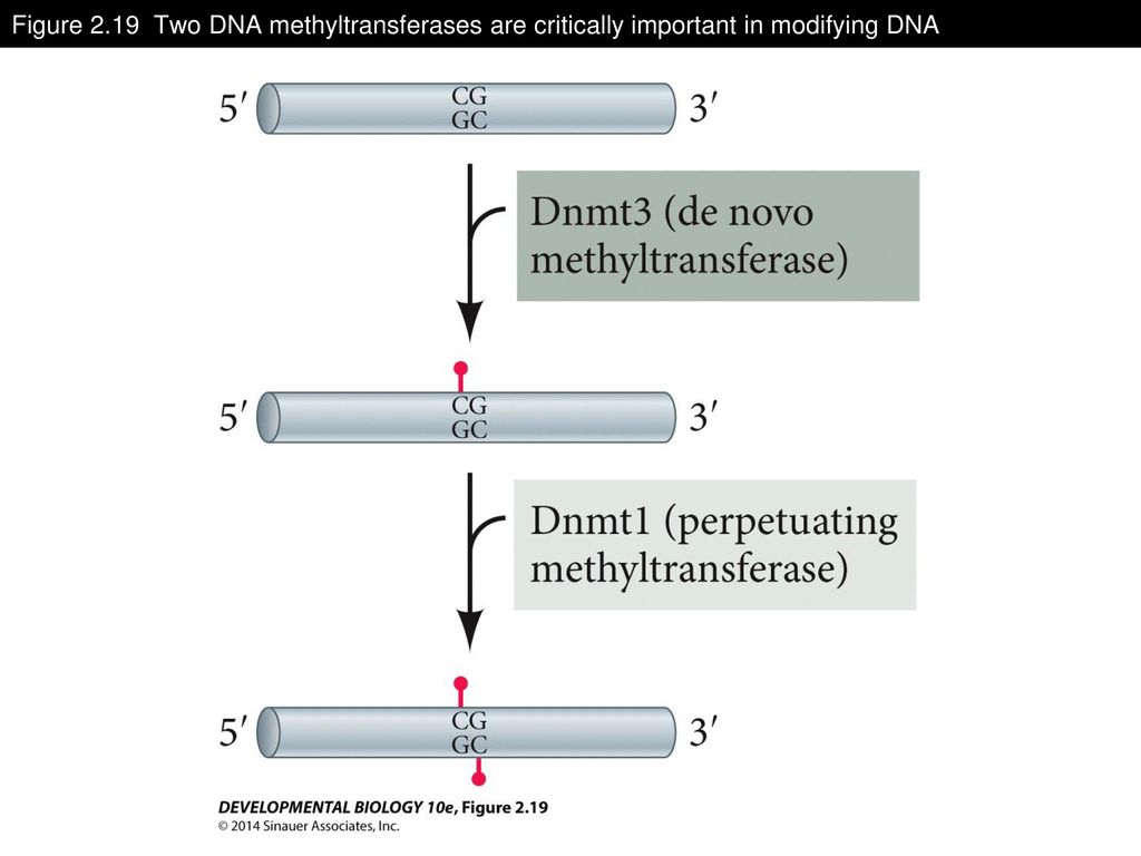 Figure 2.19 Two DNA methyltransferases are critically important in modifying DNA