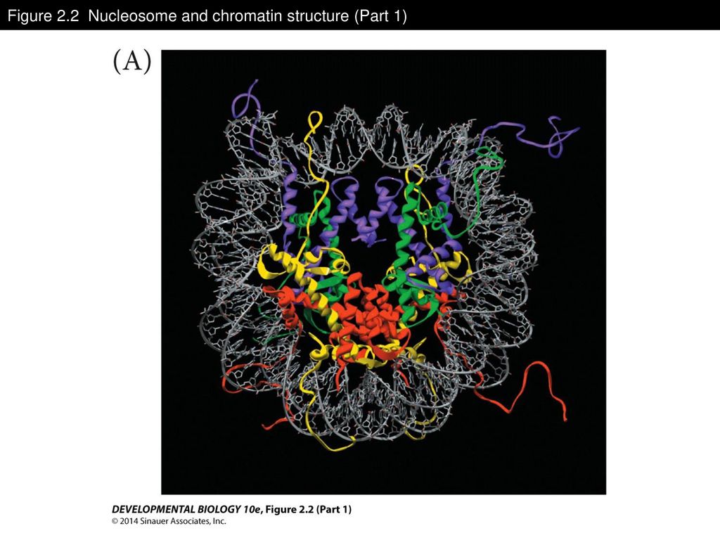 Figure 2.2 Nucleosome and chromatin structure (Part 1)