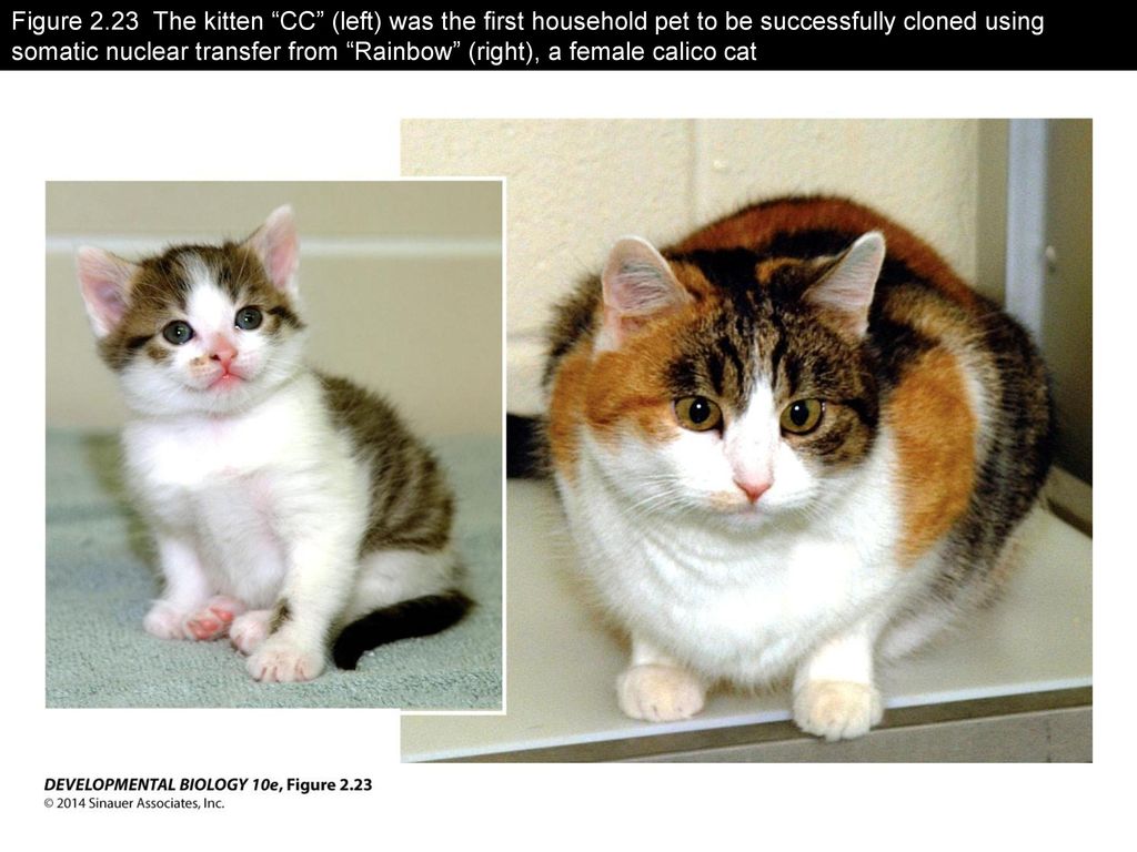Figure 2.23 The kitten CC (left) was the first household pet to be successfully cloned using somatic nuclear transfer from Rainbow (right), a female calico cat