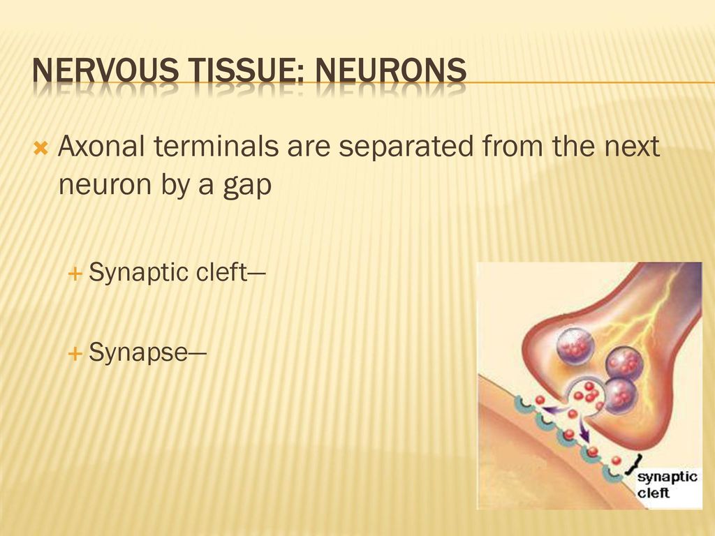 Nervous tissue: neurons