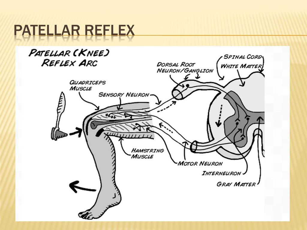 Patellar Reflex