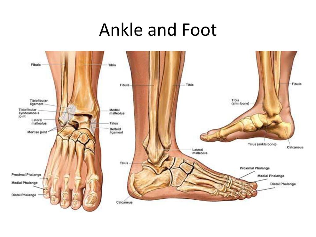 Рисунок где находится лодыжка