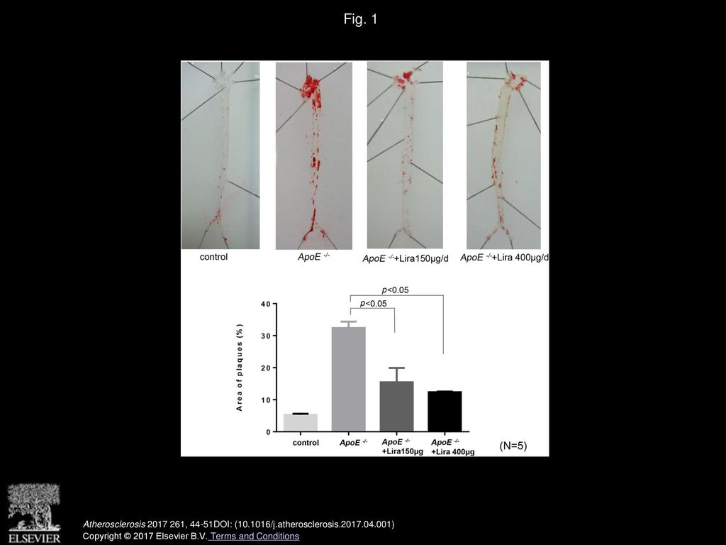 Fig. 1 Inhibitory effects of liraglutide on atherosclerotic plaque lesions in ApoE−/− mice.