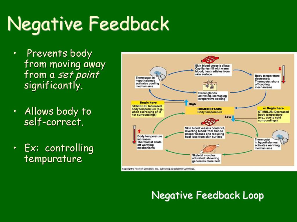 Negative Feedback Prevents body from moving away from a set point significantly. Allows body to self-correct.