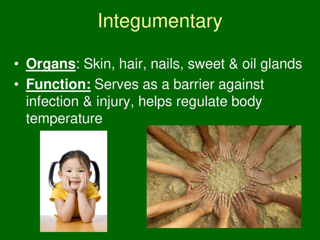 Integumentary Organs: Skin, hair, nails, sweet & oil glands