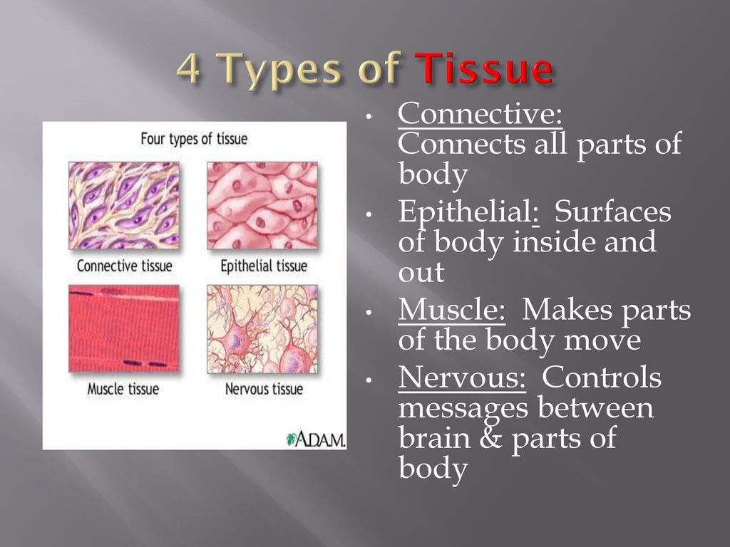 4 Types of Tissue Connective: Connects all parts of body