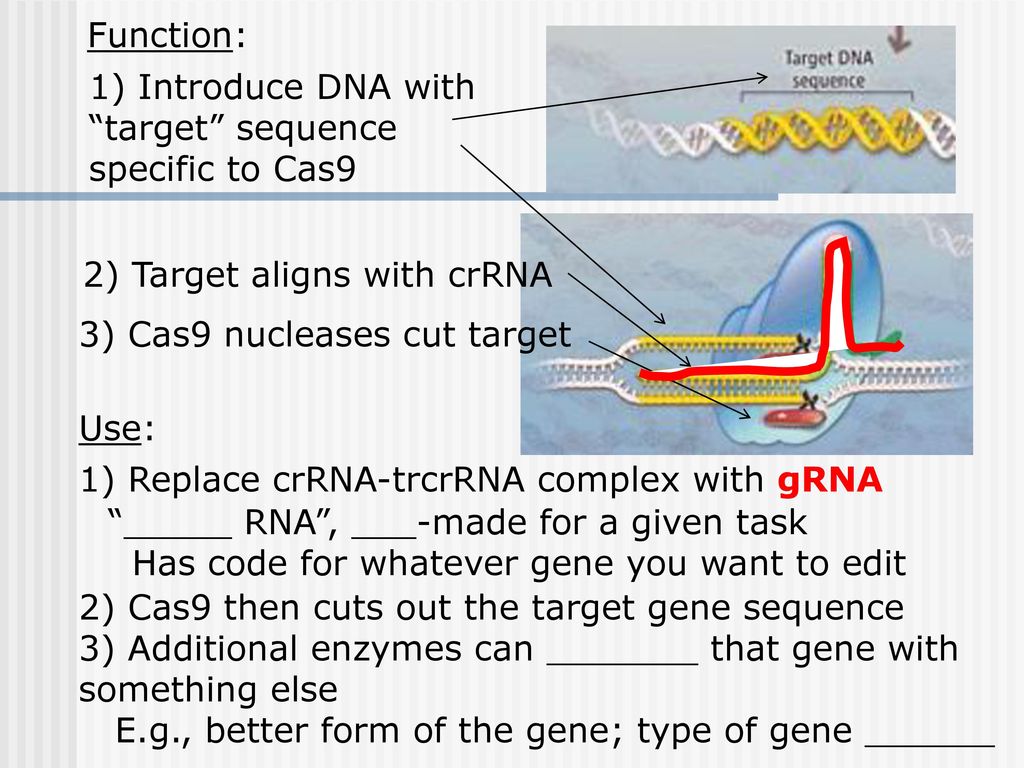 Function: 1) Introduce DNA with. target sequence. specific to Cas9. 2) Target aligns with crRNA.