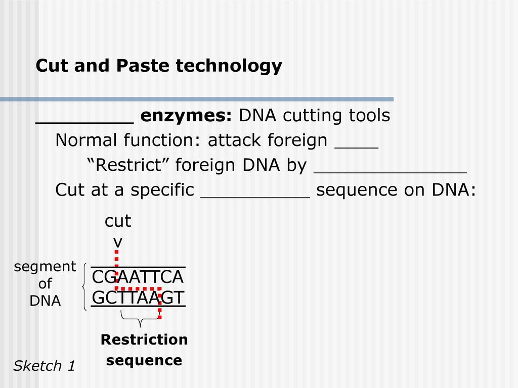 Cut and Paste technology ________ enzymes: DNA cutting tools