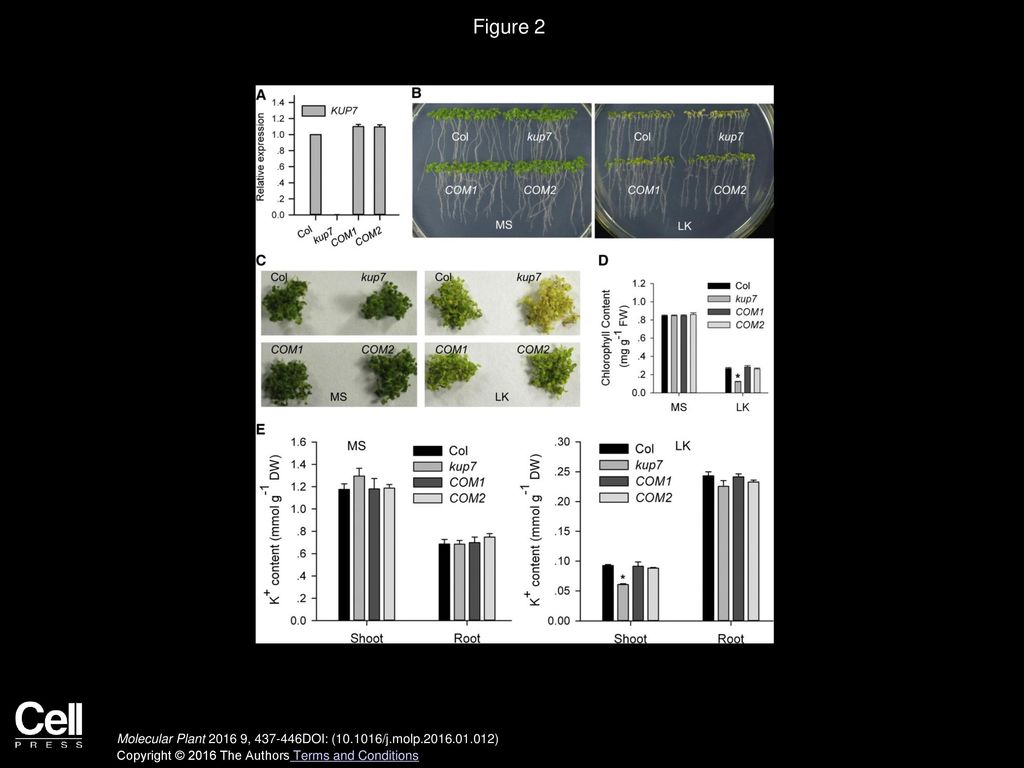 Figure 2 Complementation Lines Rescue the Low-K+ Sensitive Phenotype of kup7 Mutant.