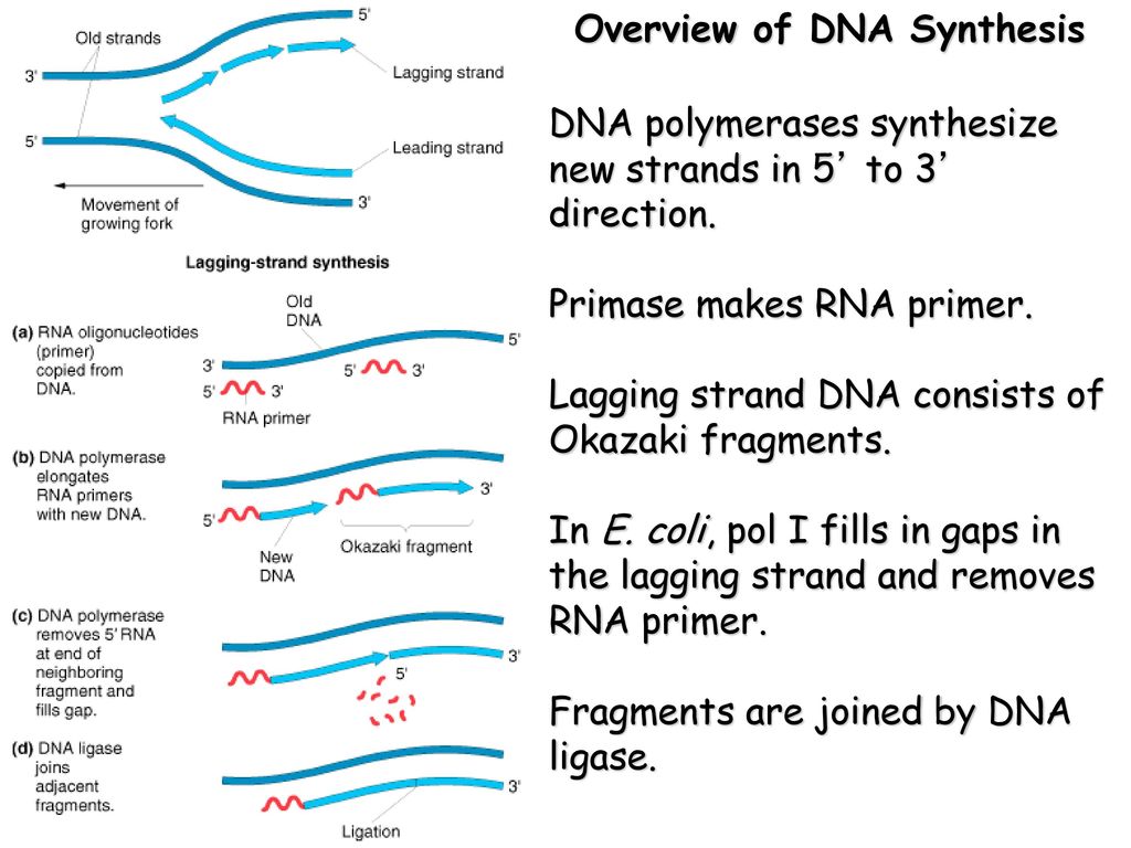 Overview of DNA Synthesis