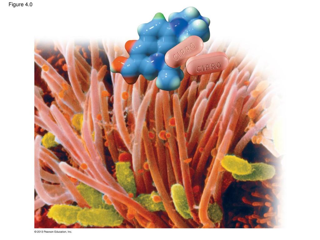 Figure 4.0 Figure 4.0 Two kinds of cells: Bordetela pertussis and human throat cells