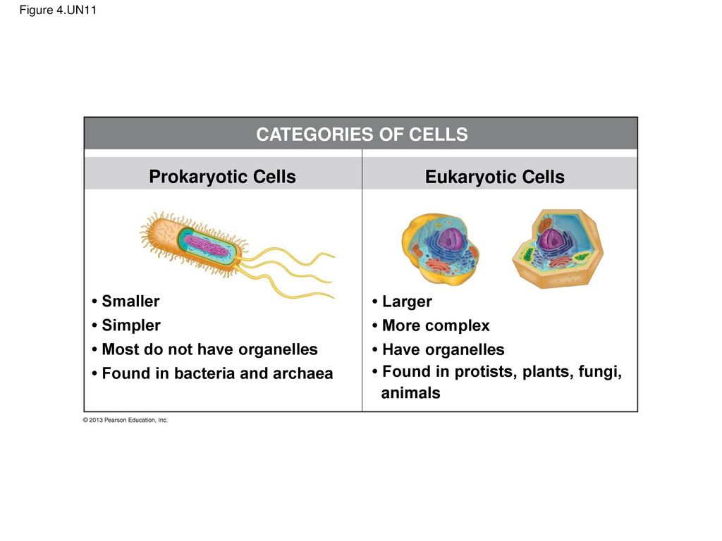 CATEGORIES OF CELLS Prokaryotic Cells Eukaryotic Cells • Smaller