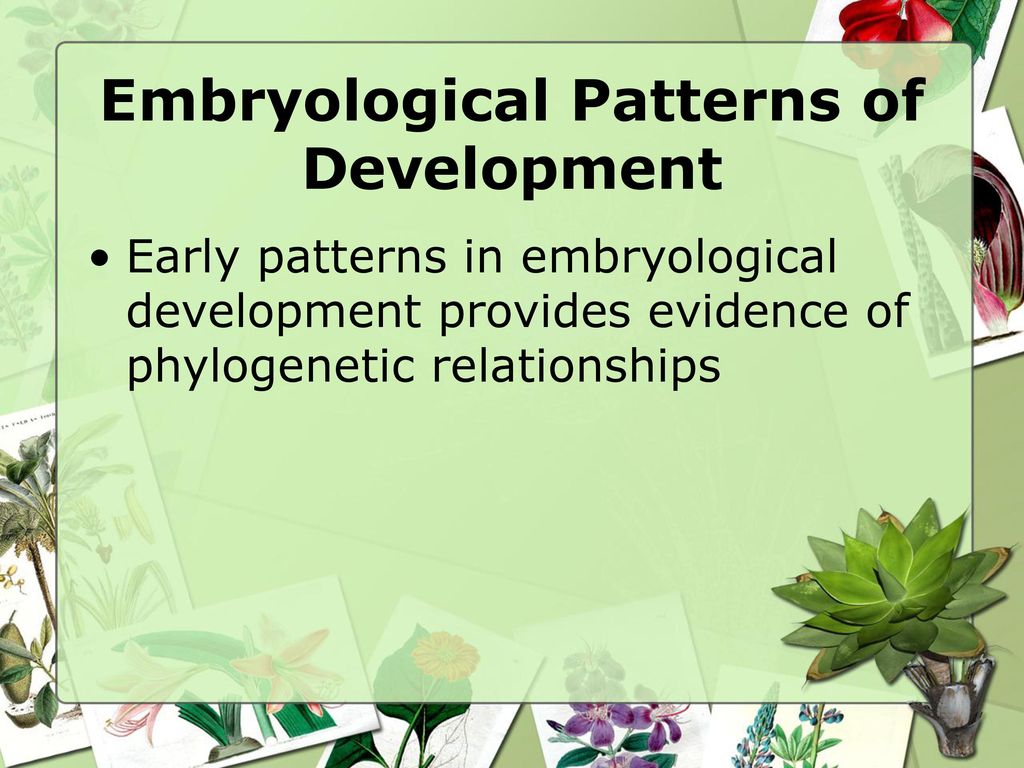 Embryological Patterns of Development