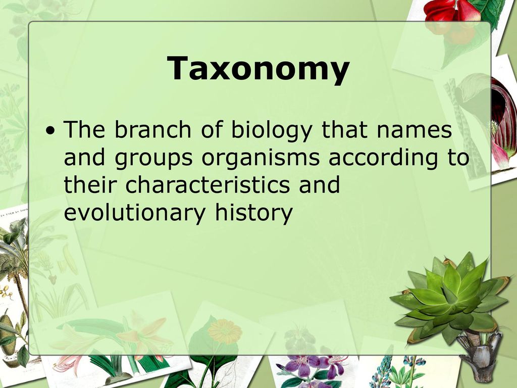 Taxonomy The branch of biology that names and groups organisms according to their characteristics and evolutionary history.
