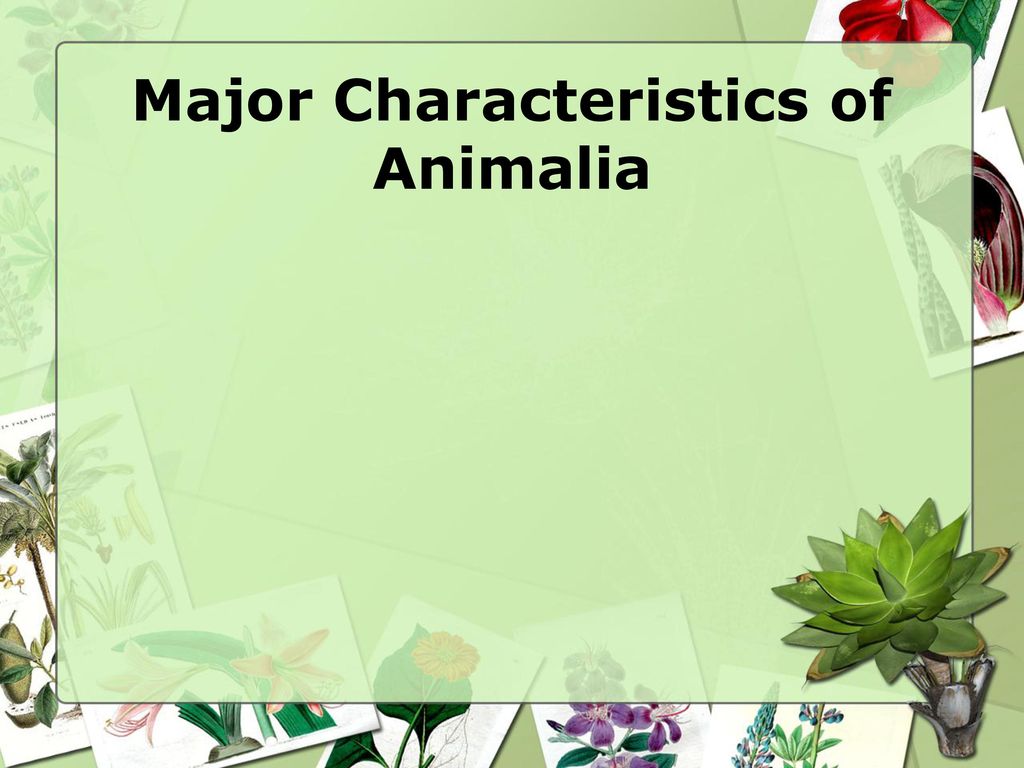 Major Characteristics of Animalia