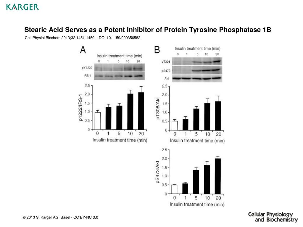 Stearic Acid Serves as a Potent Inhibitor of Protein Tyrosine Phosphatase 1B