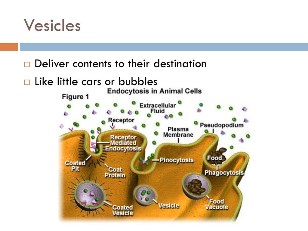 Vesicles Deliver contents to their destination