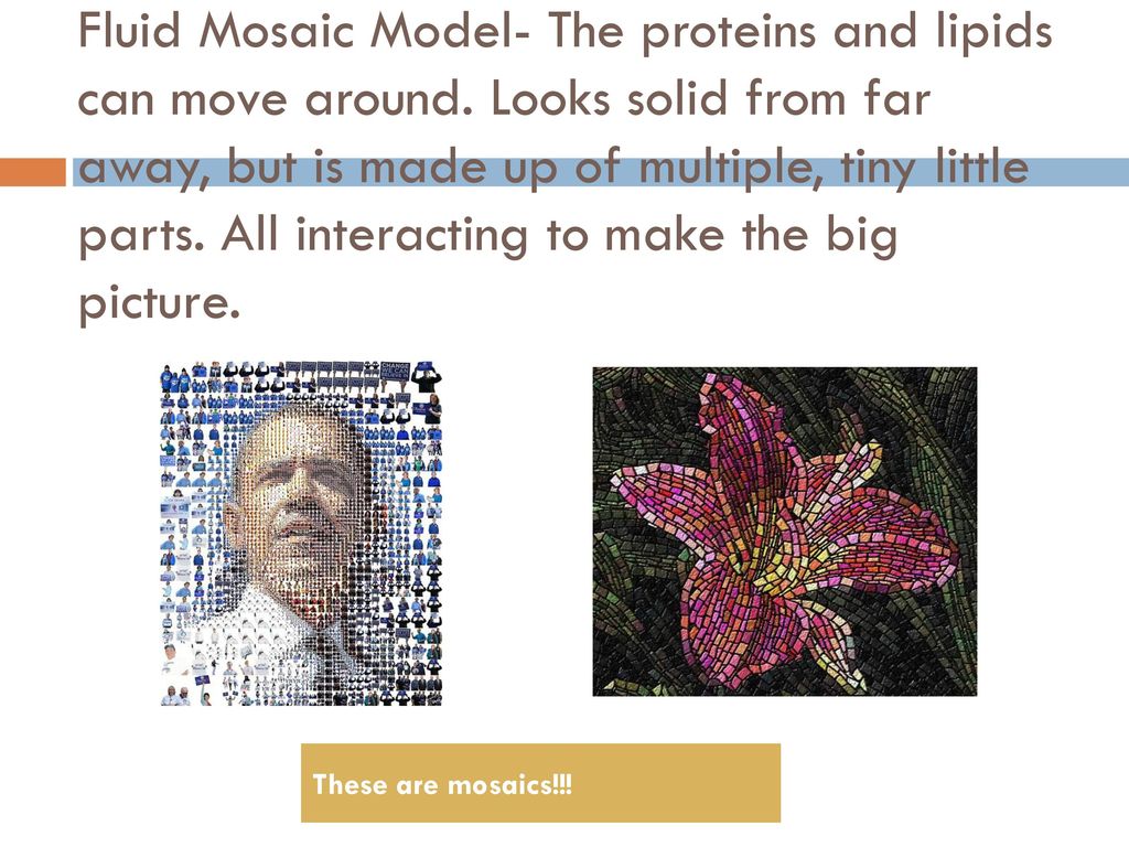Fluid Mosaic Model- The proteins and lipids can move around