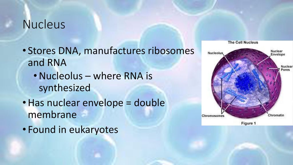 Nucleus Stores DNA, manufactures ribosomes and RNA