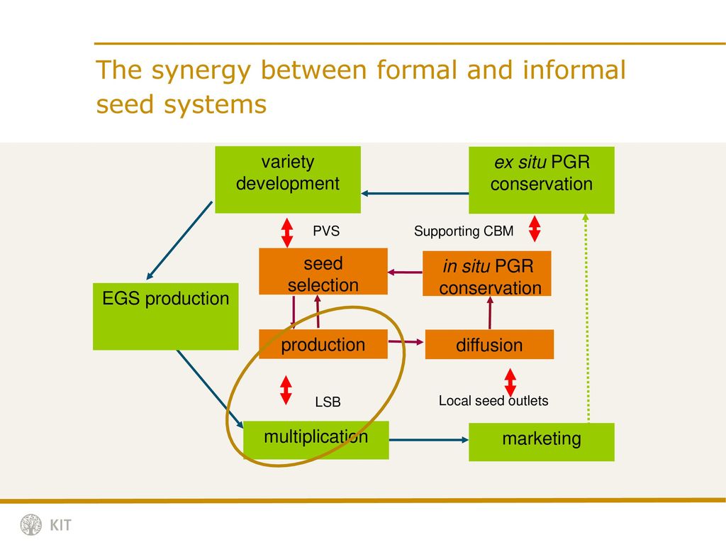 The synergy between formal and informal seed systems