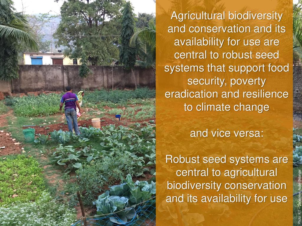 Agricultural biodiversity and conservation and its availability for use are central to robust seed systems that support food security, poverty eradication and resilience to climate change