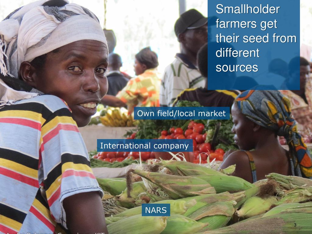 Smallholder farmers get their seed from different sources