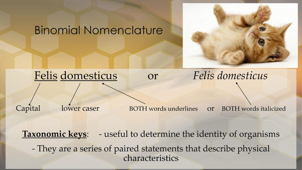 Binomial Nomenclature