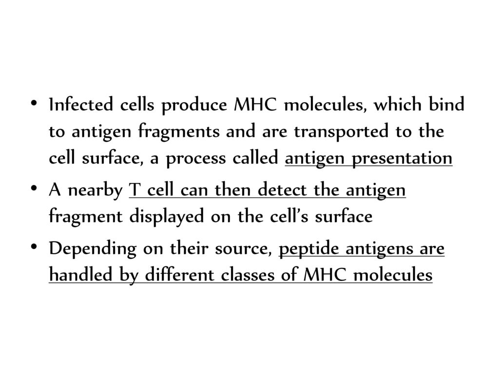 Infected cells produce MHC molecules, which bind to antigen fragments and are transported to the cell surface, a process called antigen presentation