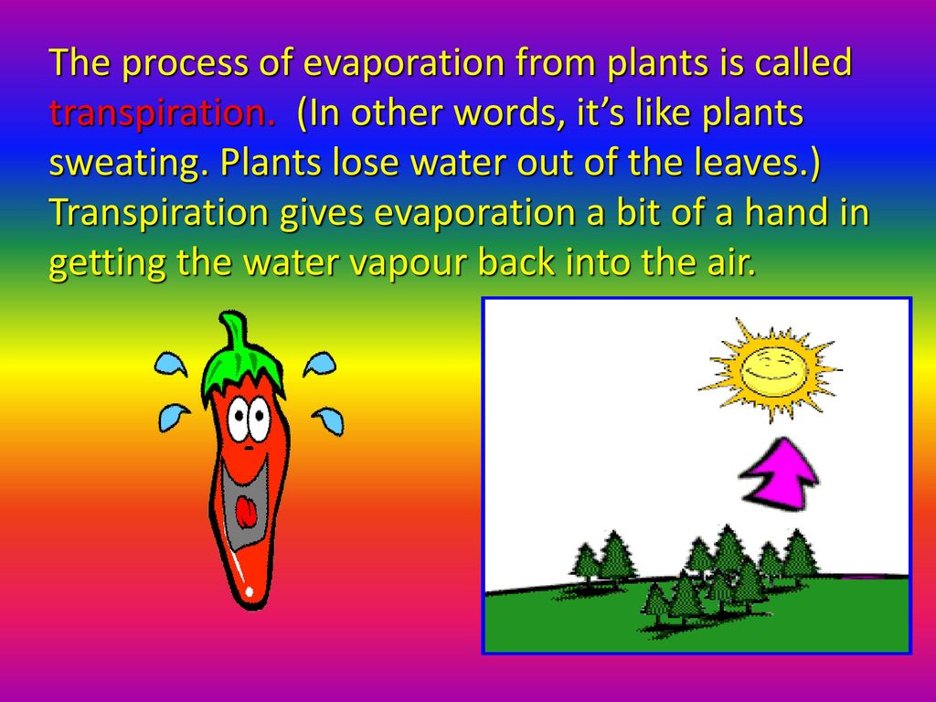 The process of evaporation from plants is called transpiration