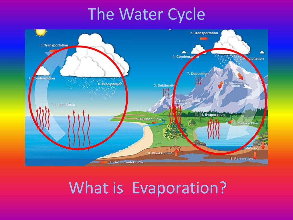 The Water Cycle What is Evaporation