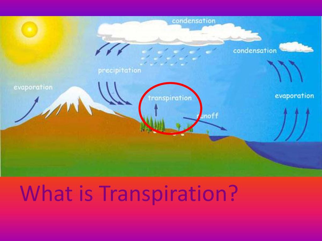 What is Transpiration