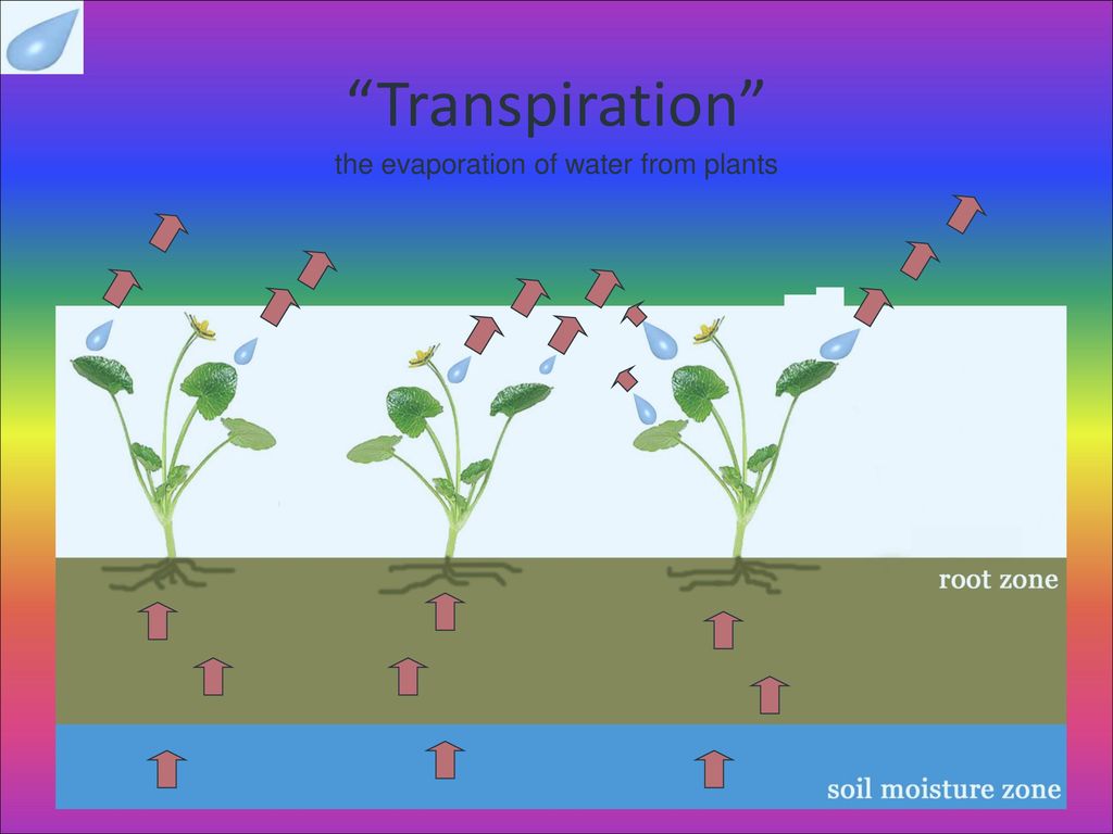the evaporation of water from plants