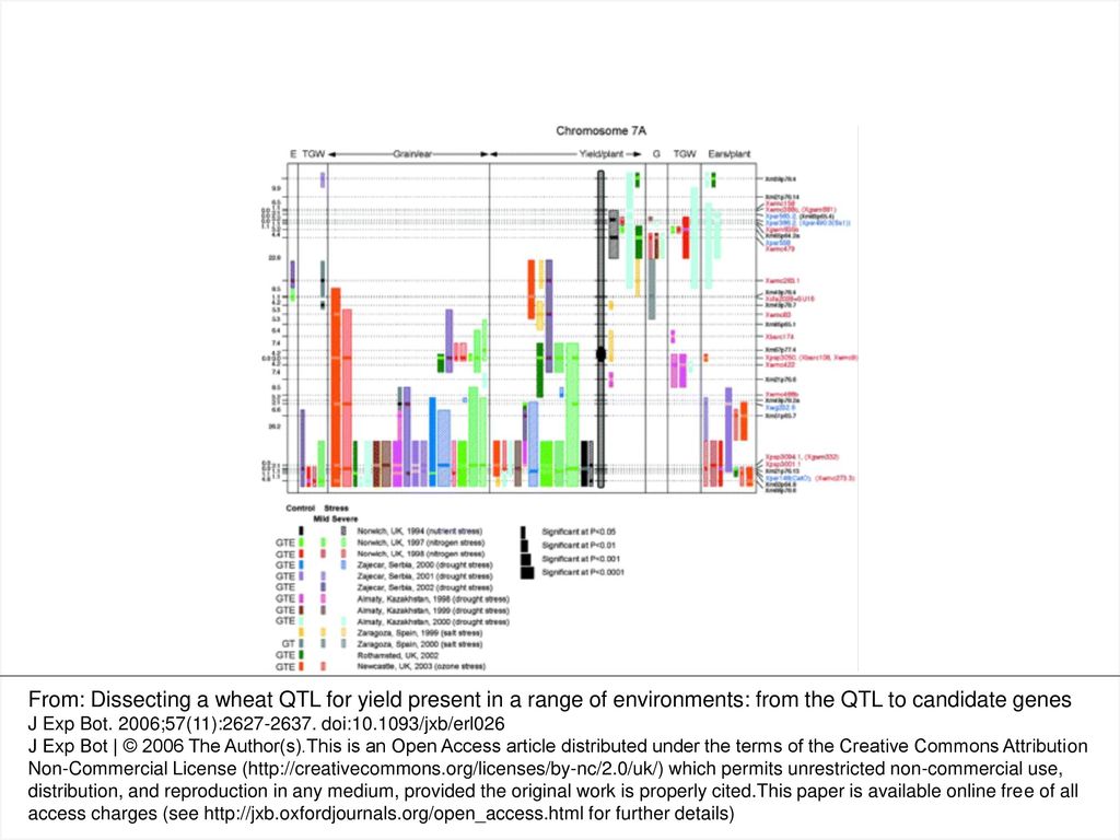 Fig. 1 Location of QTLs for yield and the yield components ears per plant (E), grains per ear (G), and TGW (T) on chromosome 7A from 27 (site×year×treatment) combinations where yield and one or more yield components were measured. Bars to the left of the chromosome indicate that SQ1 contributes the increasing allele. Bars to the right of the chromosome indicate that CS contributes the increasing allele. For each significant (P <0.05) event at one or more markers identified using LRmapqtl, the vertical bars extend either side of the significant markers half-way to the first non-significant adjacent marker. Horizontal bars within QTL bars indicate markers having the most significant association with the QTL (length of horizontal bar proportional to the level of significance). Letters G, T, and E adjacent to trials indicate the yield components measured during that trial. RFLP markers are shown in blue, SSRs are in red, and AFLPs are in black. Distances between adjacent markers are shown in centiMorgans.