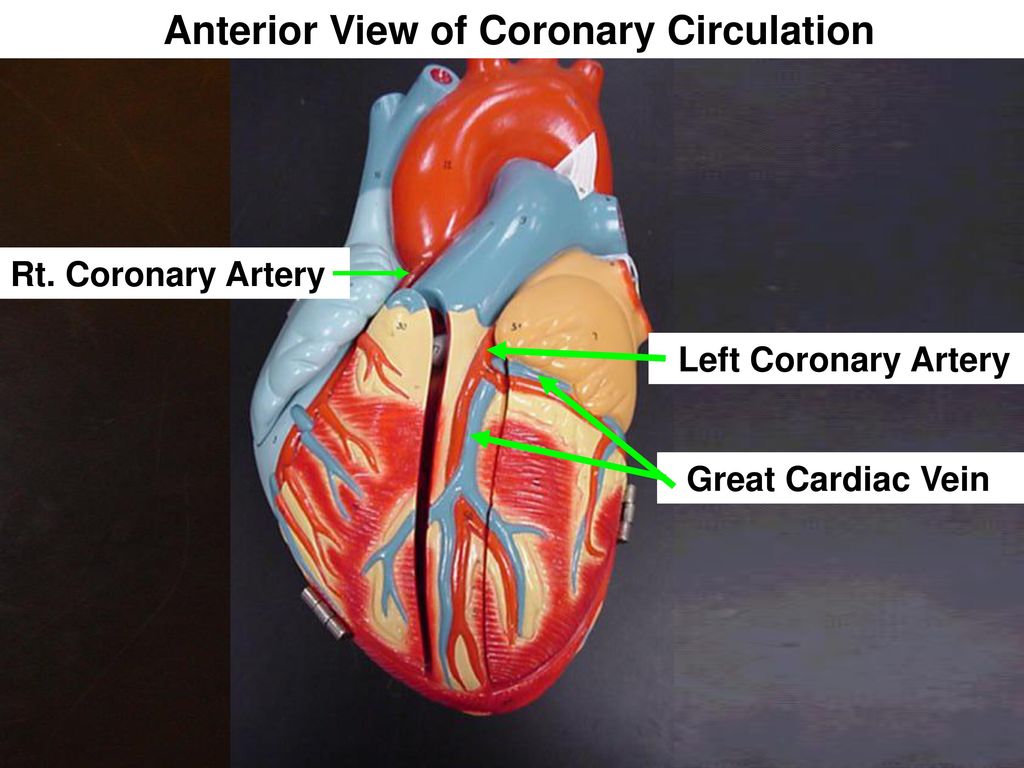 Anterior View of Coronary Circulation