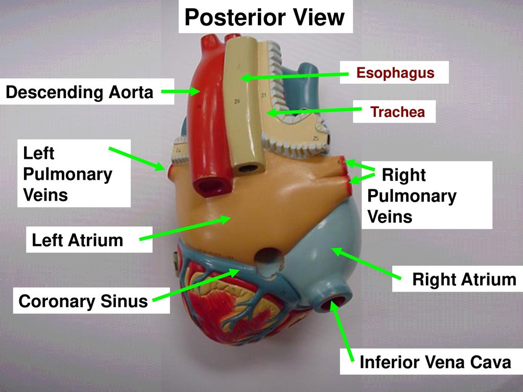Posterior View Descending Aorta Left Pulmonary Veins