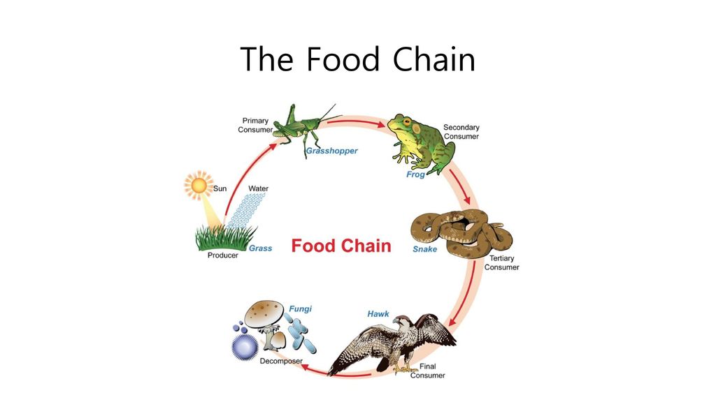 thefoodchain绘本,foodchain绘本 what happens when the food chain breaks?