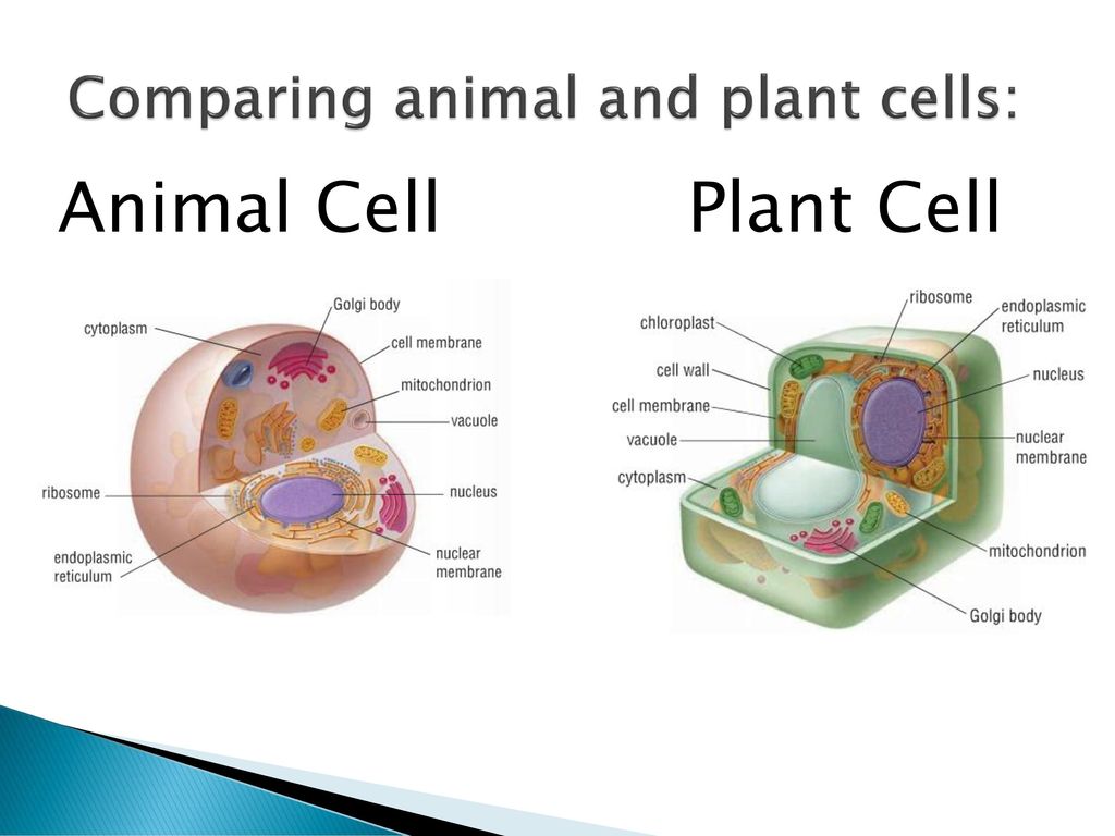 Comparing animal and plant cells: