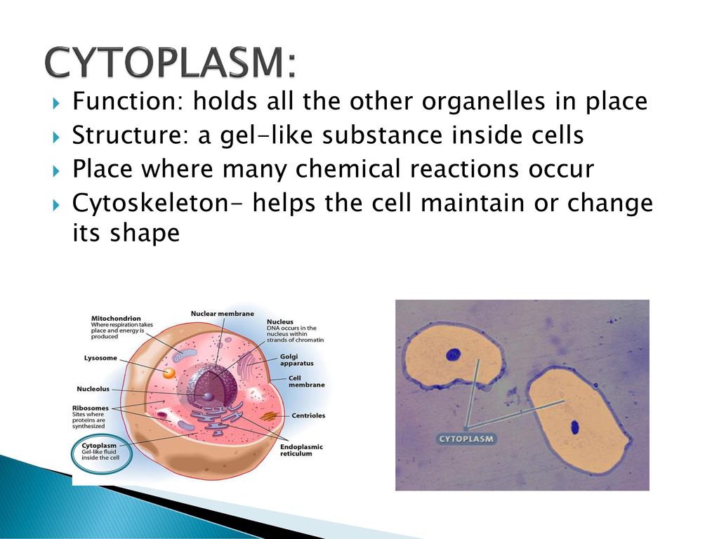 CYTOPLASM: Function: holds all the other organelles in place