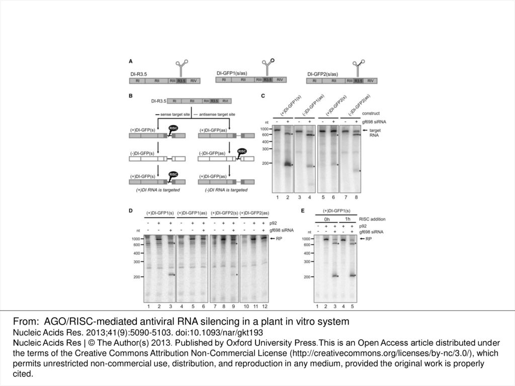Figure 4. RISC-mediated RNA silencing targets viral (+)RNA