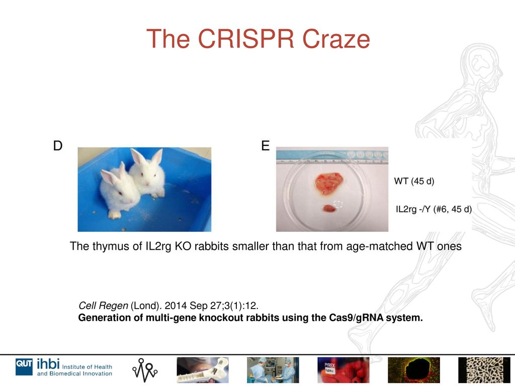 The CRISPR Craze The thymus of IL2rg KO rabbits smaller than that from age-matched WT ones. Cell Regen (Lond) Sep 27;3(1):12.