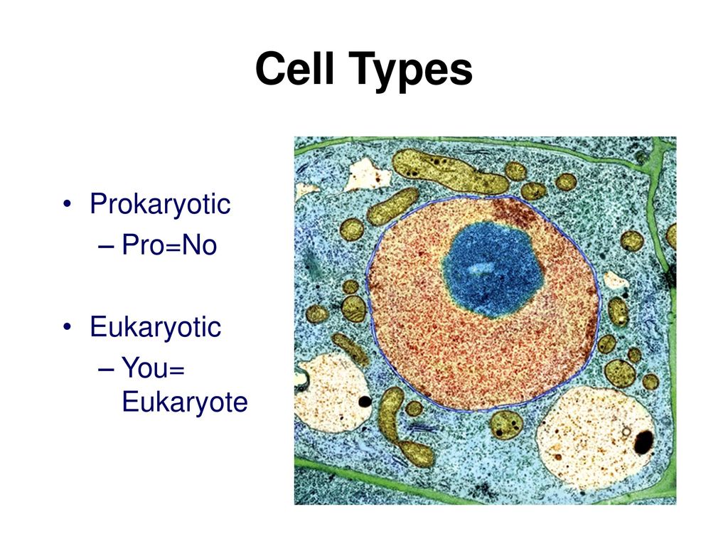 Cell Types Prokaryotic Pro=No Eukaryotic You= Eukaryote 6