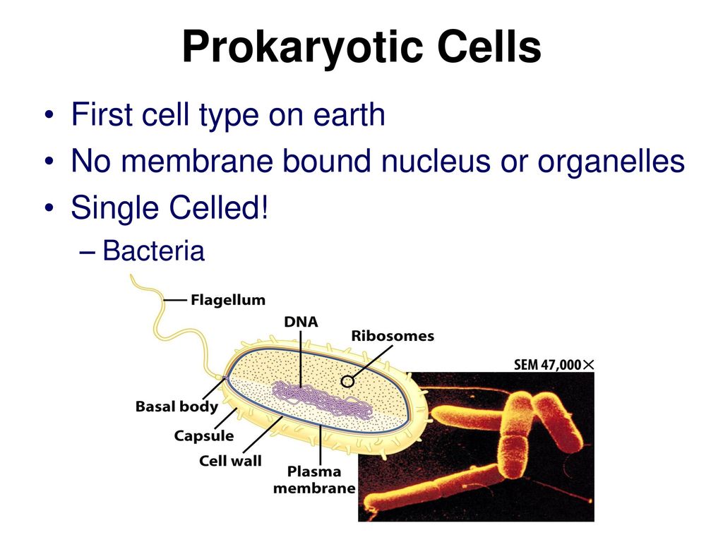 Prokaryotic Cells First cell type on earth