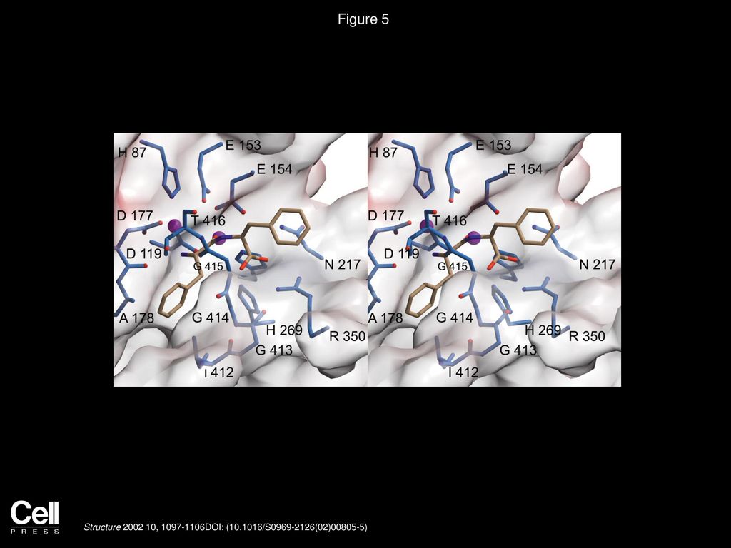 Figure 5 Stereo View of the Active Site Environment of PepV with a Modeled Dipeptide.