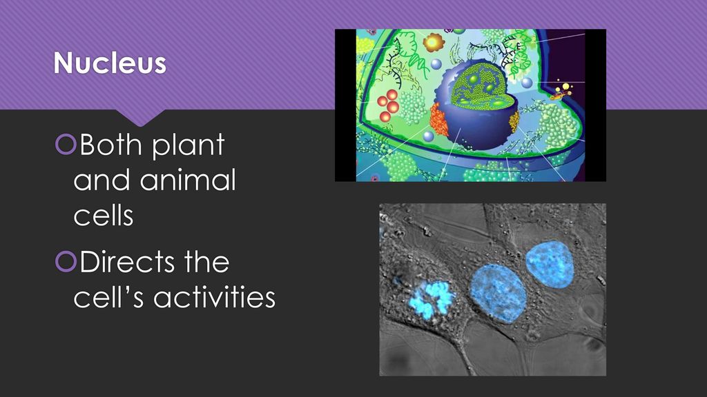 Nucleus Both plant and animal cells Directs the cell’s activities