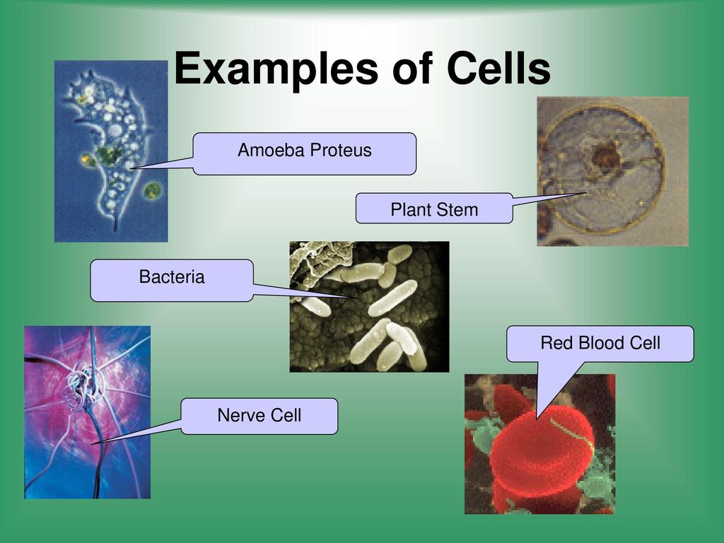 Examples of Cells Amoeba Proteus Plant Stem Bacteria Red Blood Cell
