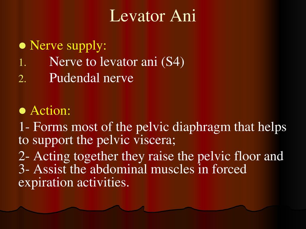 pudendalnerve, ani nerve supply: nerve to levator ani (s4) pudendal nerve