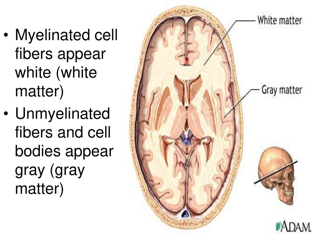 Myelinated cell fibers appear white (white matter)