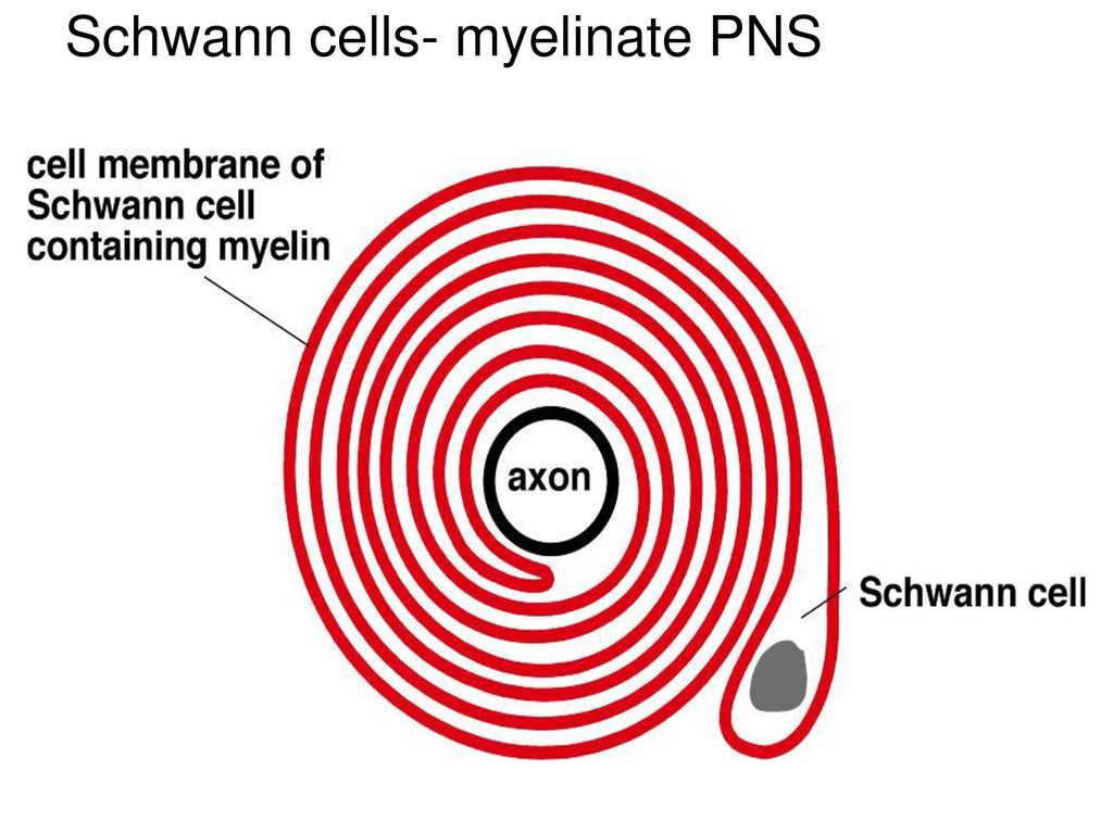 Schwann cells- myelinate PNS